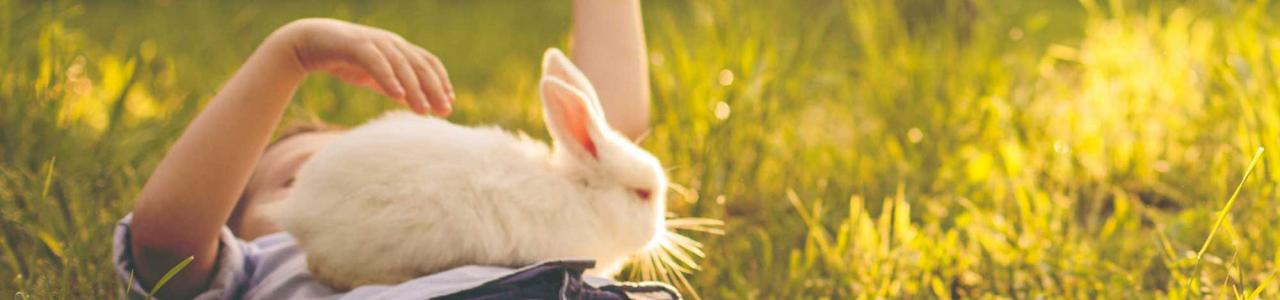 Hills Veterinary Clinic boy2 and rabbits