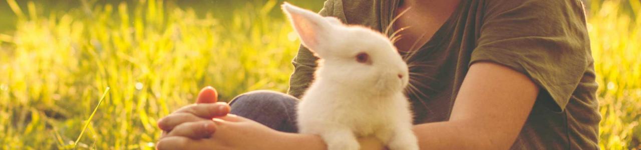 Hills Veterinary Clinic rabbits