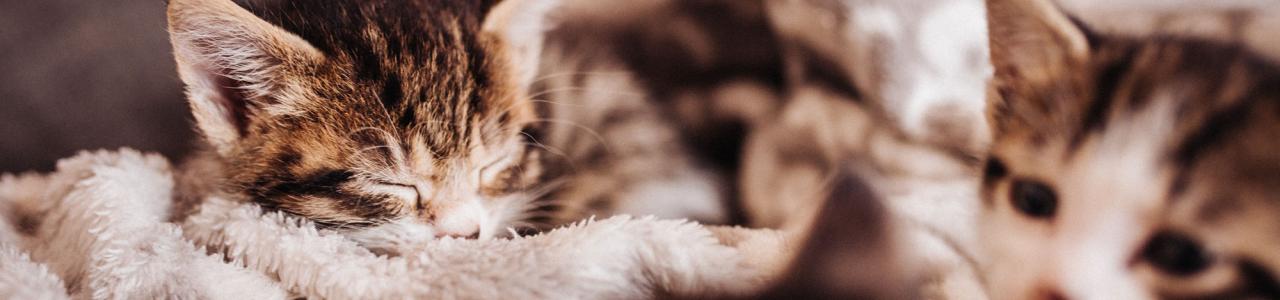 Hills Veterinary Clinic kittens