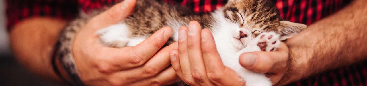 Hills Veterinary Clinic man and cat