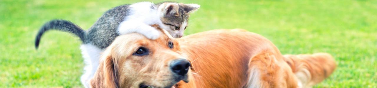 Hills Veterinary Clinic cat and dog