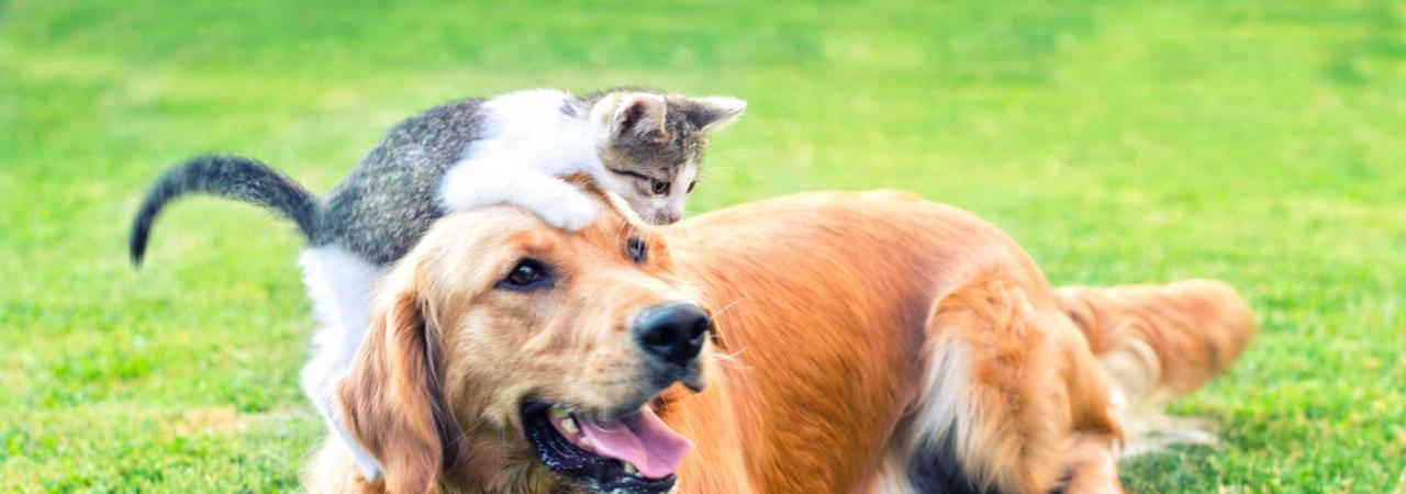 Hills Veterinary Clinic cat and dog