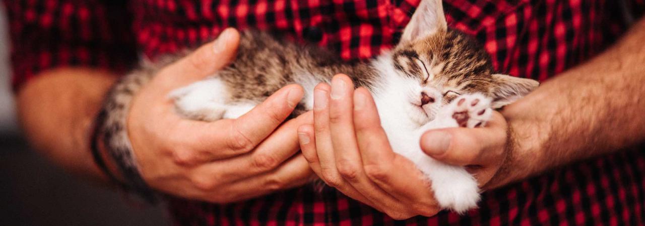 Hills Veterinary Clinic man and cat