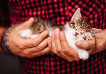 Hills Veterinary Clinic man and cat