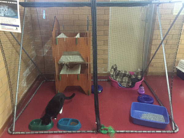 cattery 4