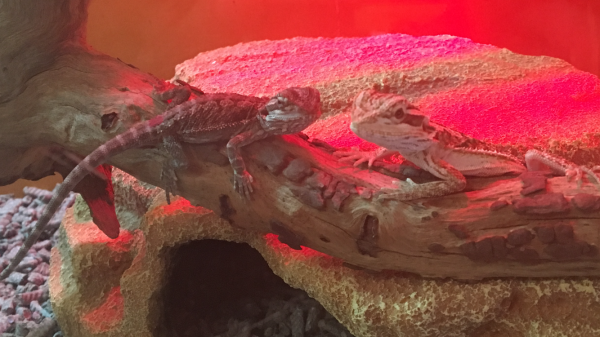 Beardies