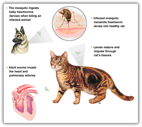 heartworm cats