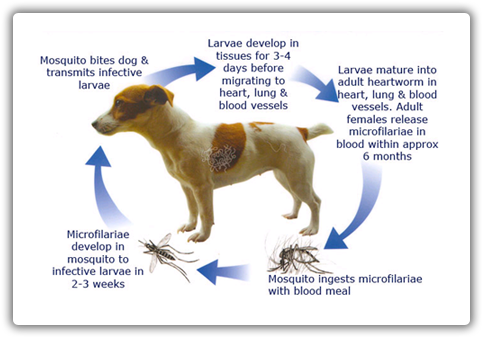 heartworm dogs