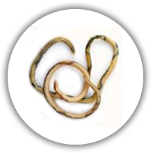 intenstinal worm cat2